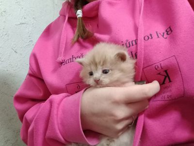 довгошерсті кошенята