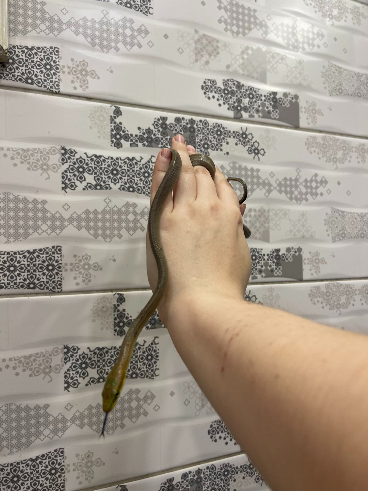 Зеленая змея, зелений полоз, смарагдовий полоз, ручна зелена змія