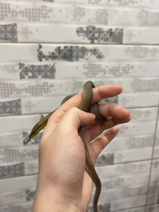 Зеленая змея, зелений полоз, смарагдовий полоз, ручна зелена змія