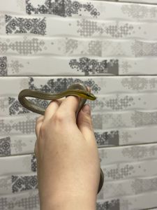 Зеленая змея, зелений полоз, смарагдовий полоз, ручна зелена змія