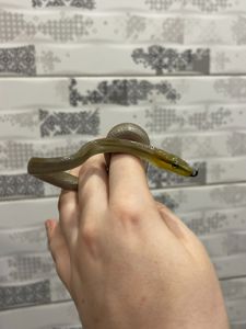 Зеленая змея, зелений полоз, смарагдовий полоз, ручна зелена змія