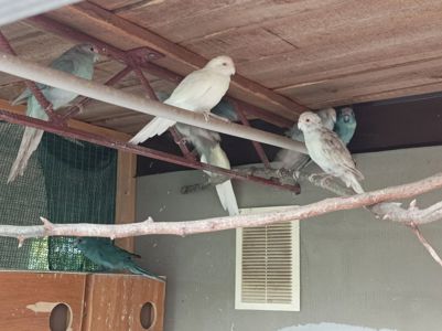 Какарик