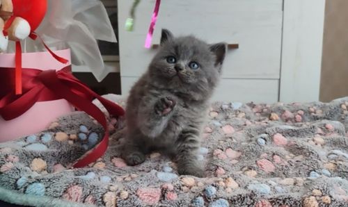 Шотландські кошенята