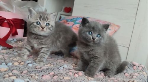 Шотландські кошенята