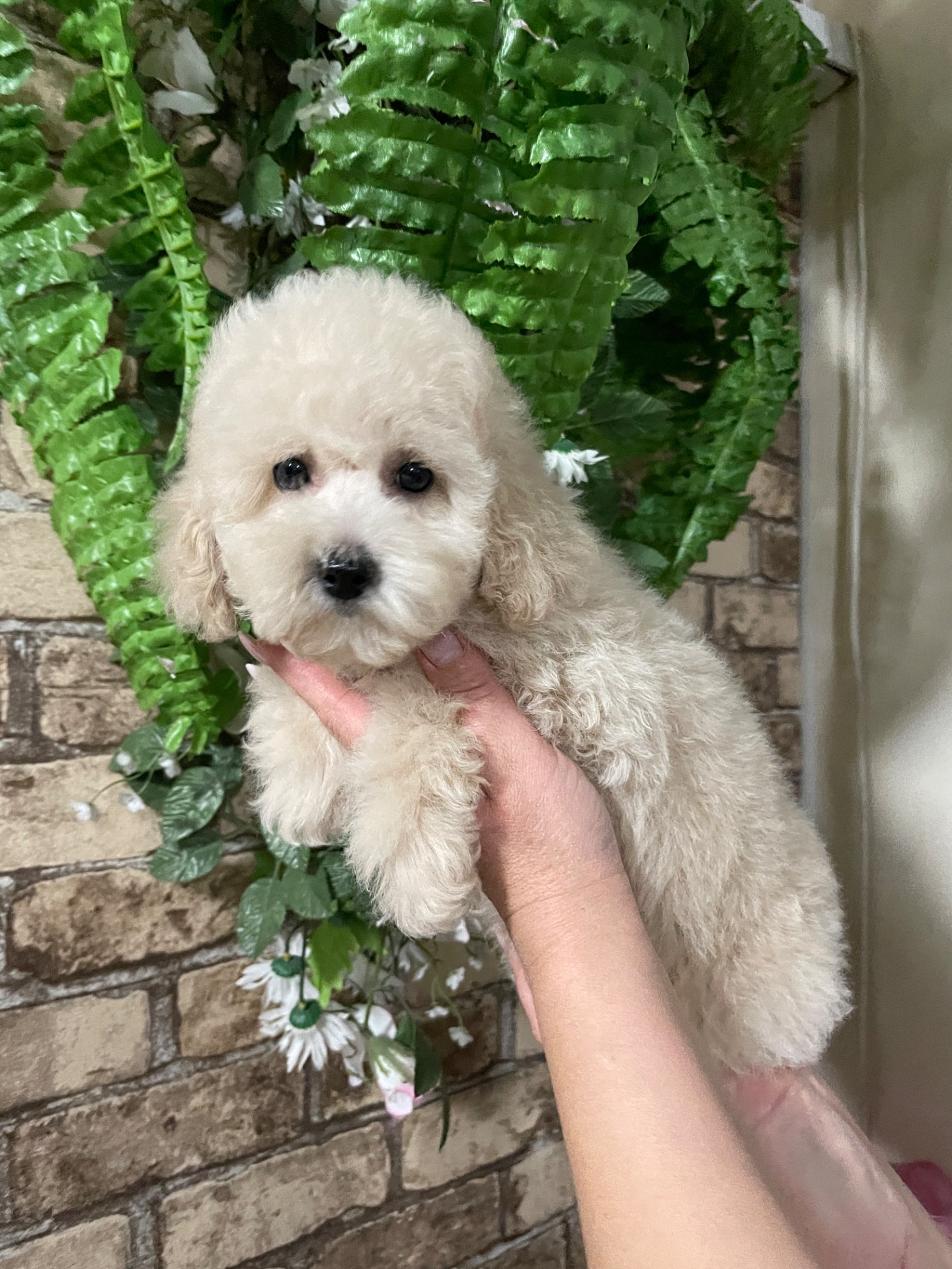 Дівчатка той пудель