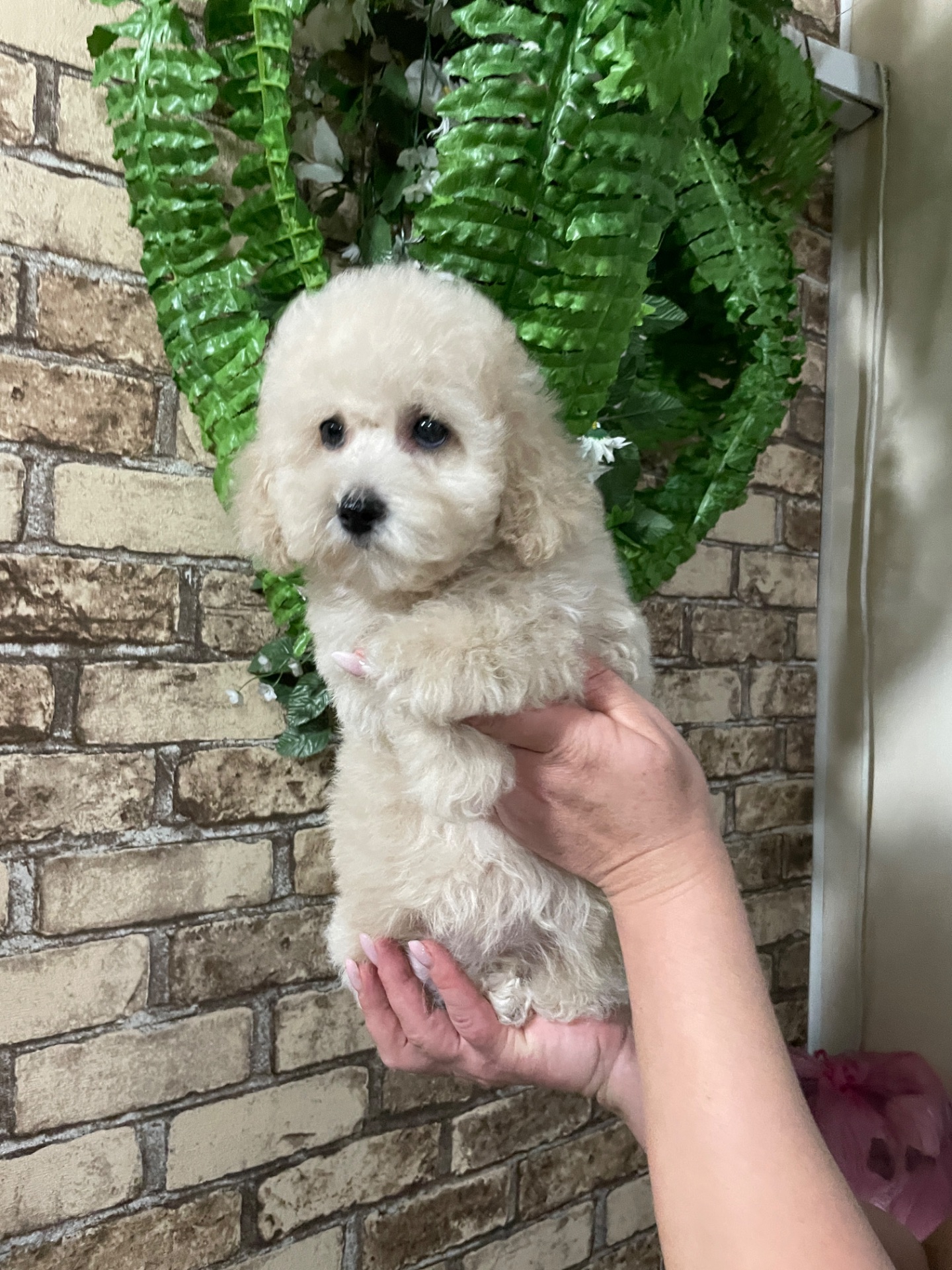 Дівчатка той пудель