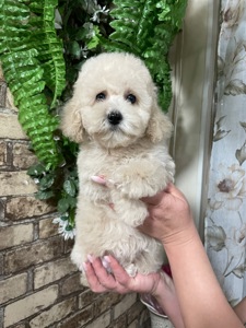 Дівчатка той пудель