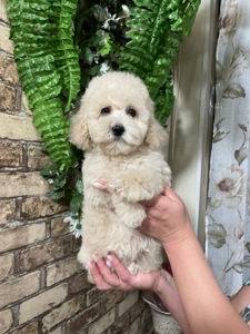 Дівчатка той пудель