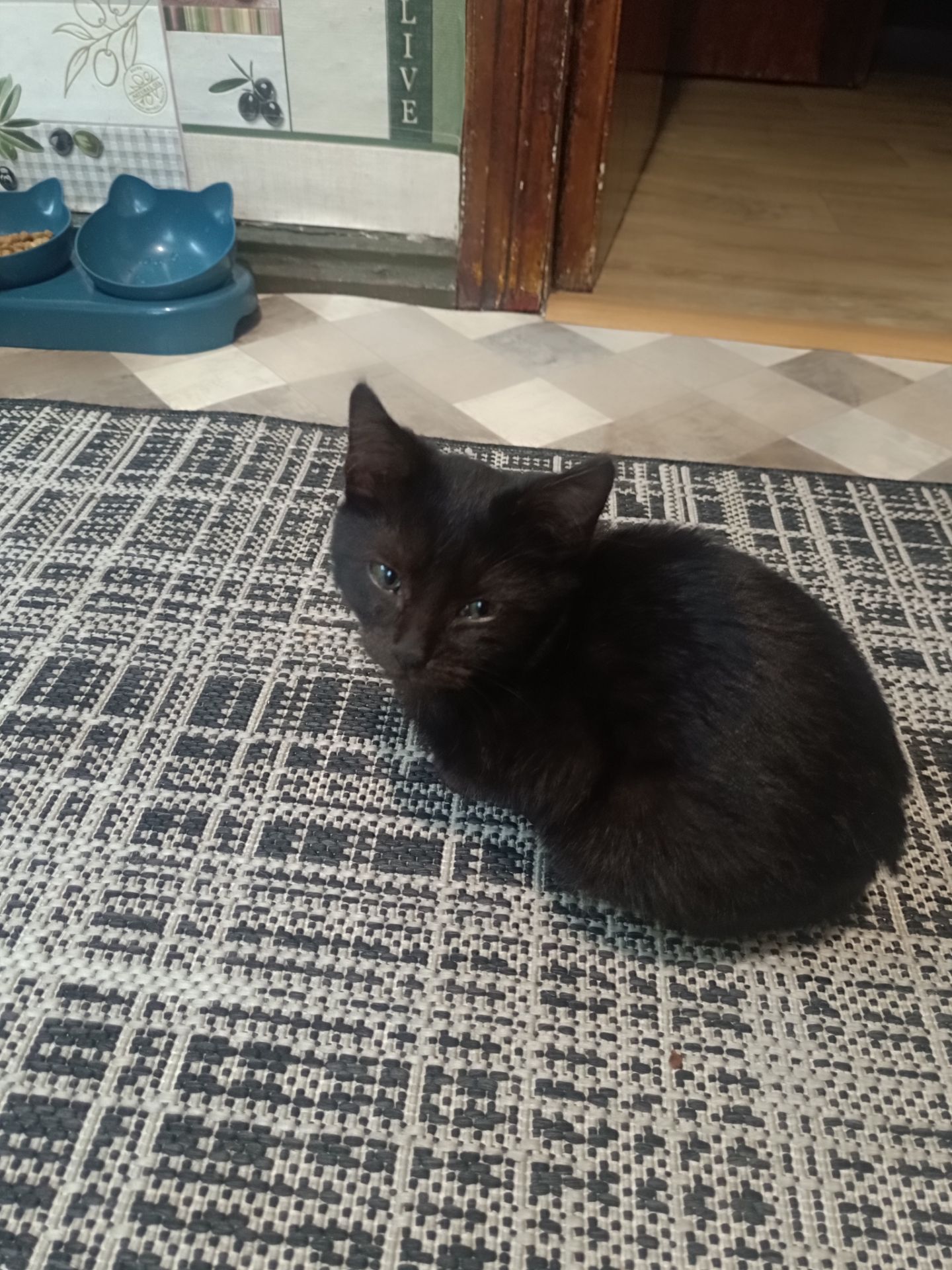 Котик, хлопчик