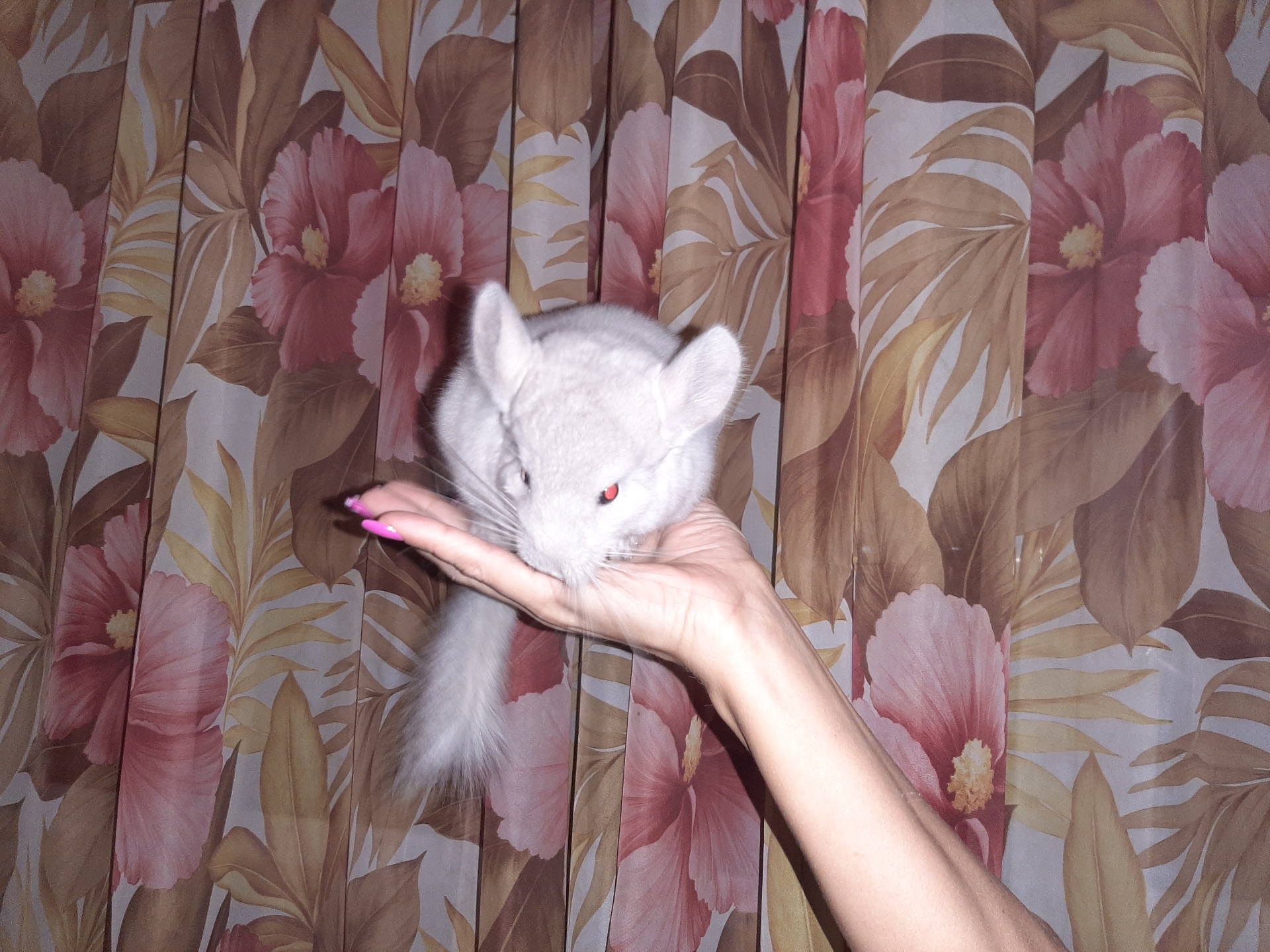 Шиншила дівчинка