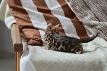 Шикарний хлопчик бенгал