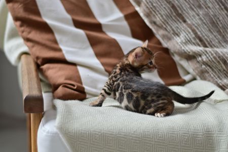 Шикарний хлопчик бенгал