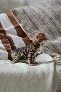 Шикарний хлопчик бенгал