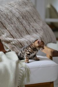 Шикарний хлопчик бенгал