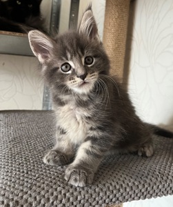 Кошеня Мейн-кун хлопчик блакитний мармур