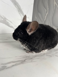 Шиншилла мальчик