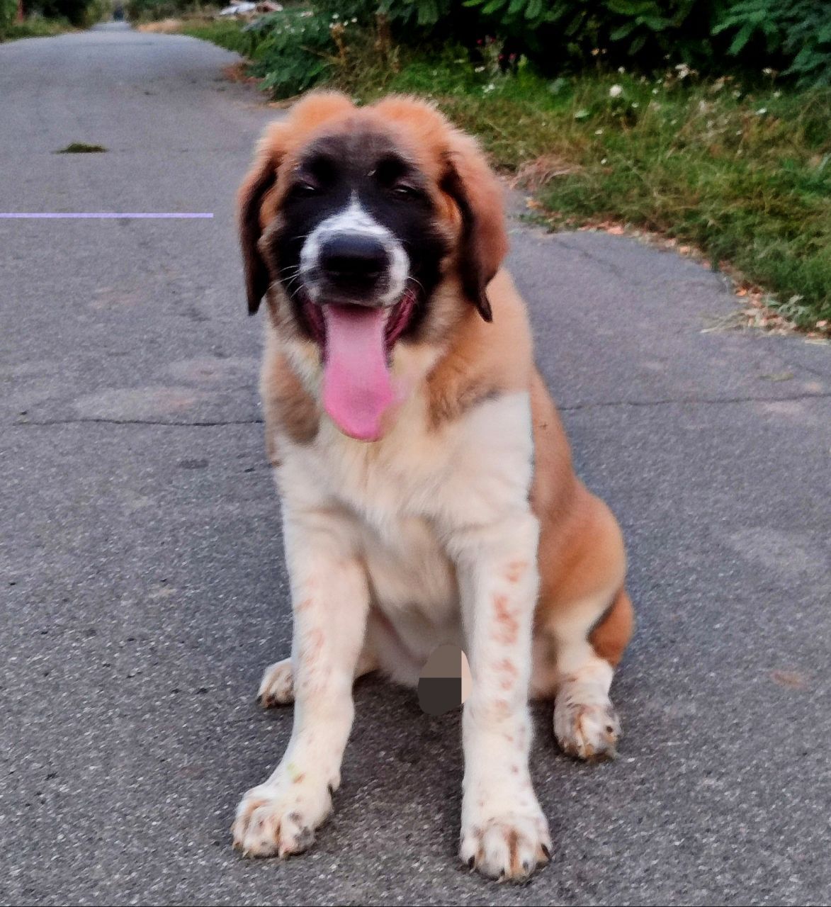 Московска сторожова