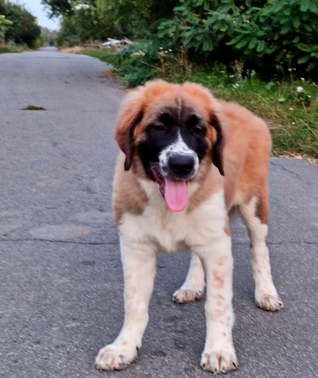 Московска сторожова