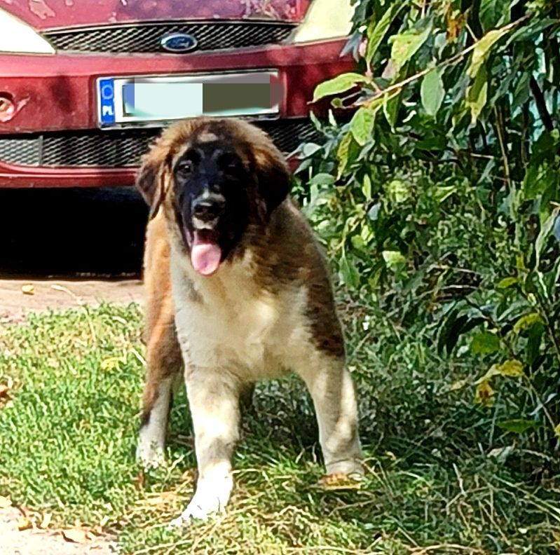 Московска сторожова