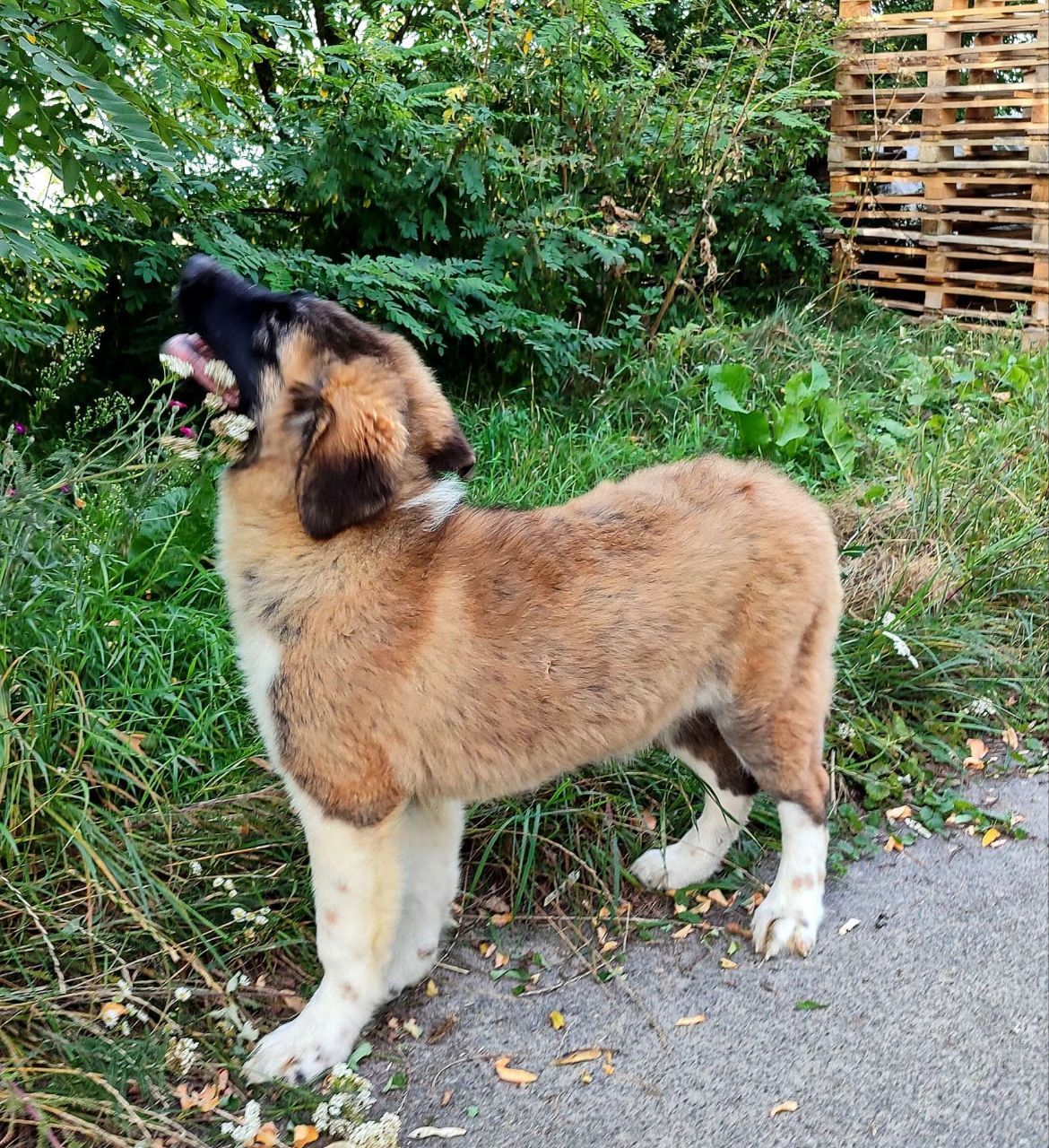 Московска сторожова