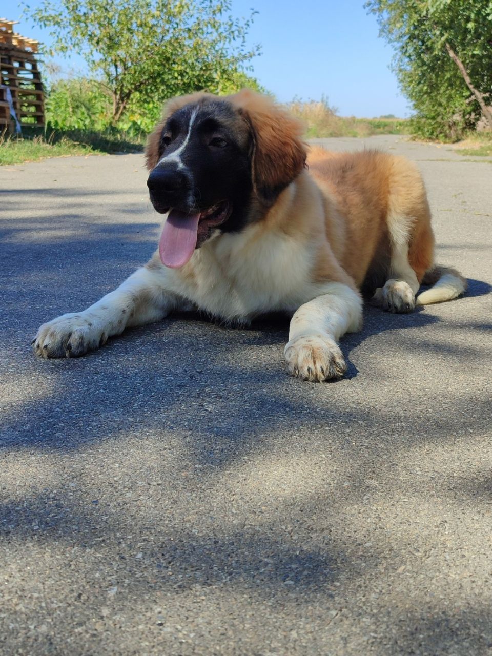 Московска сторожова