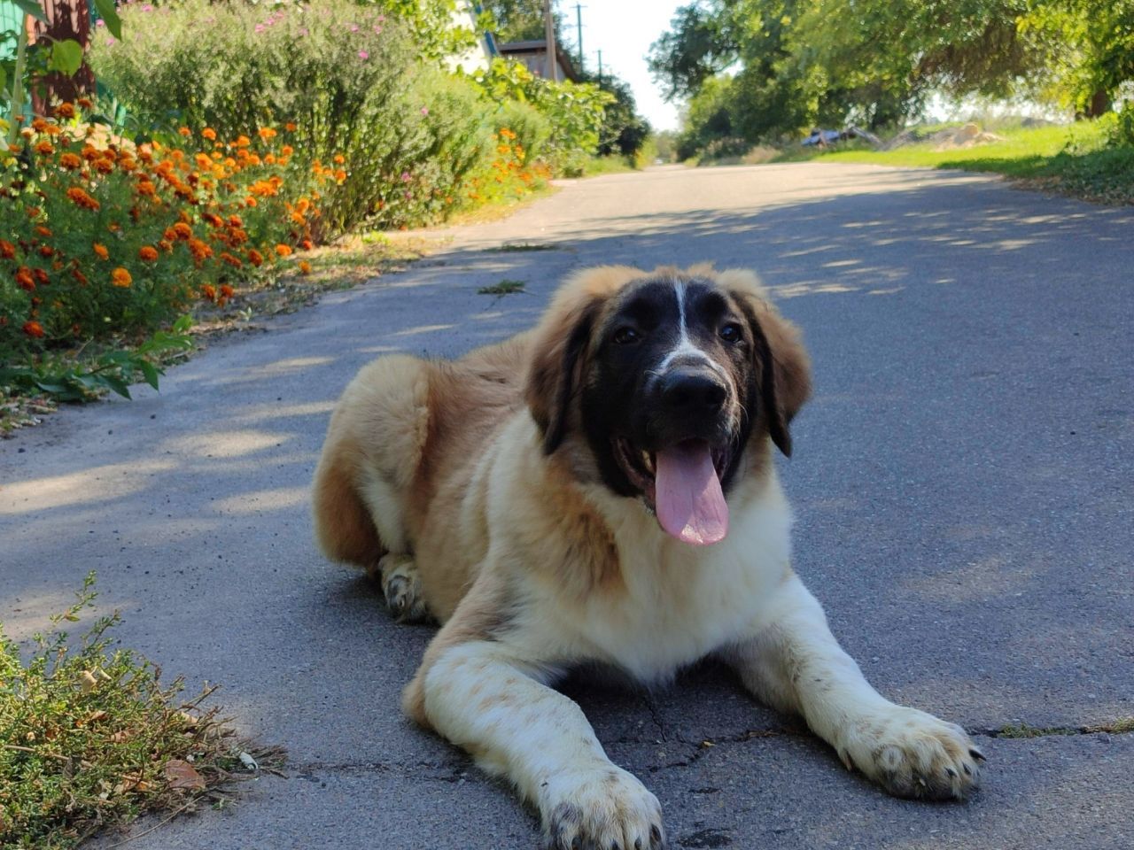 Московска сторожова