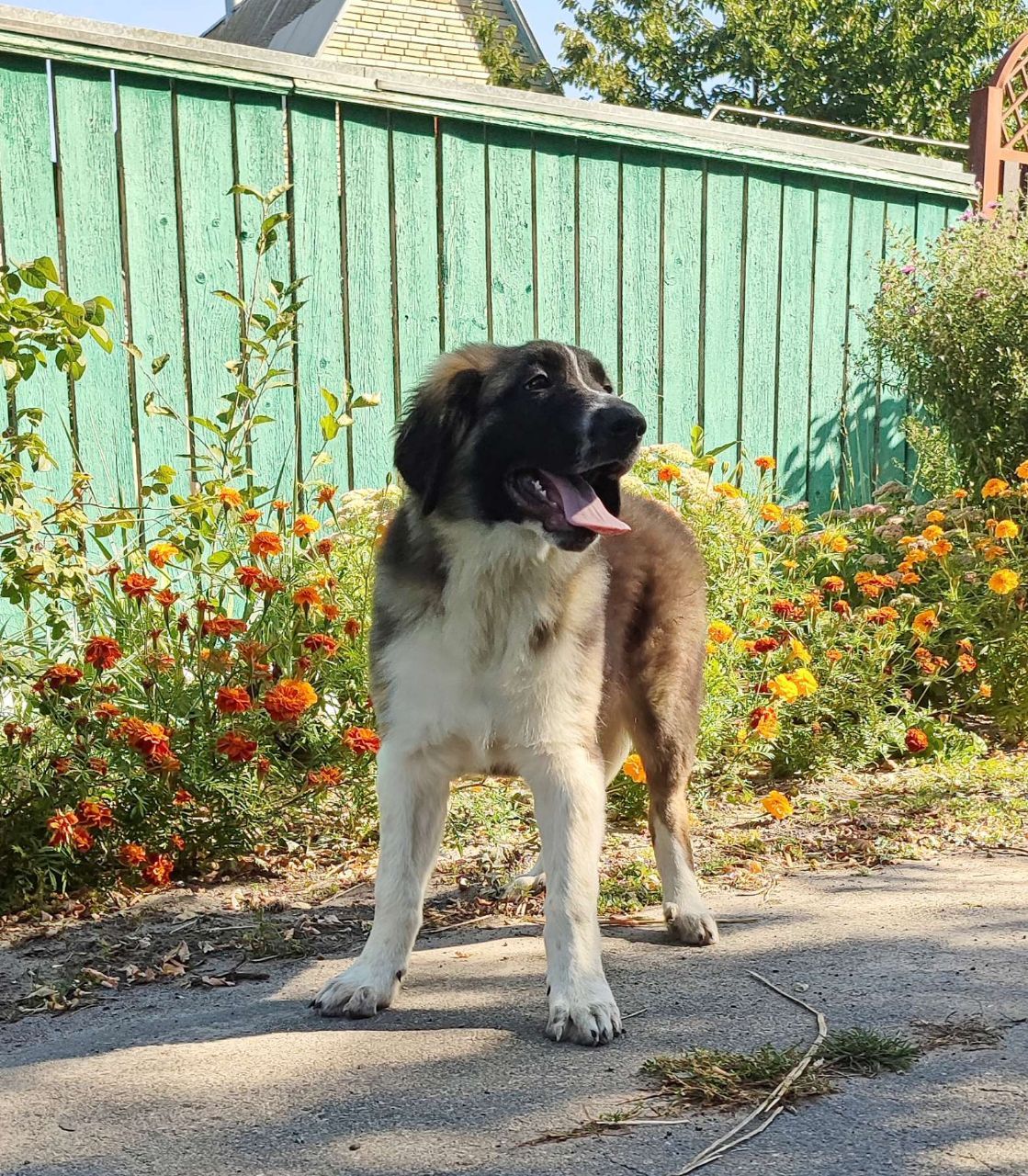 Московска сторожова