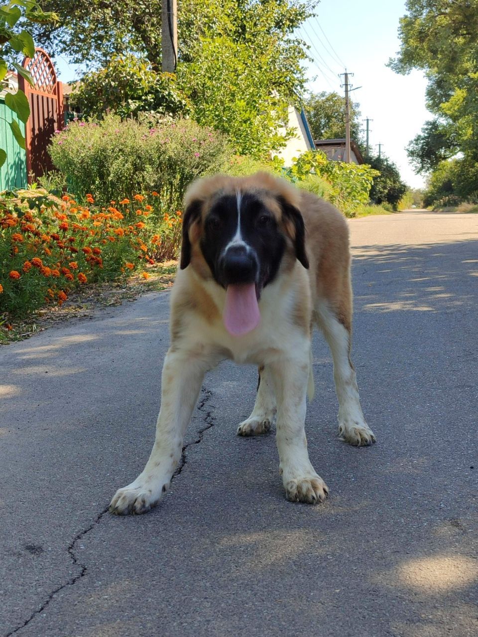 Московска сторожова