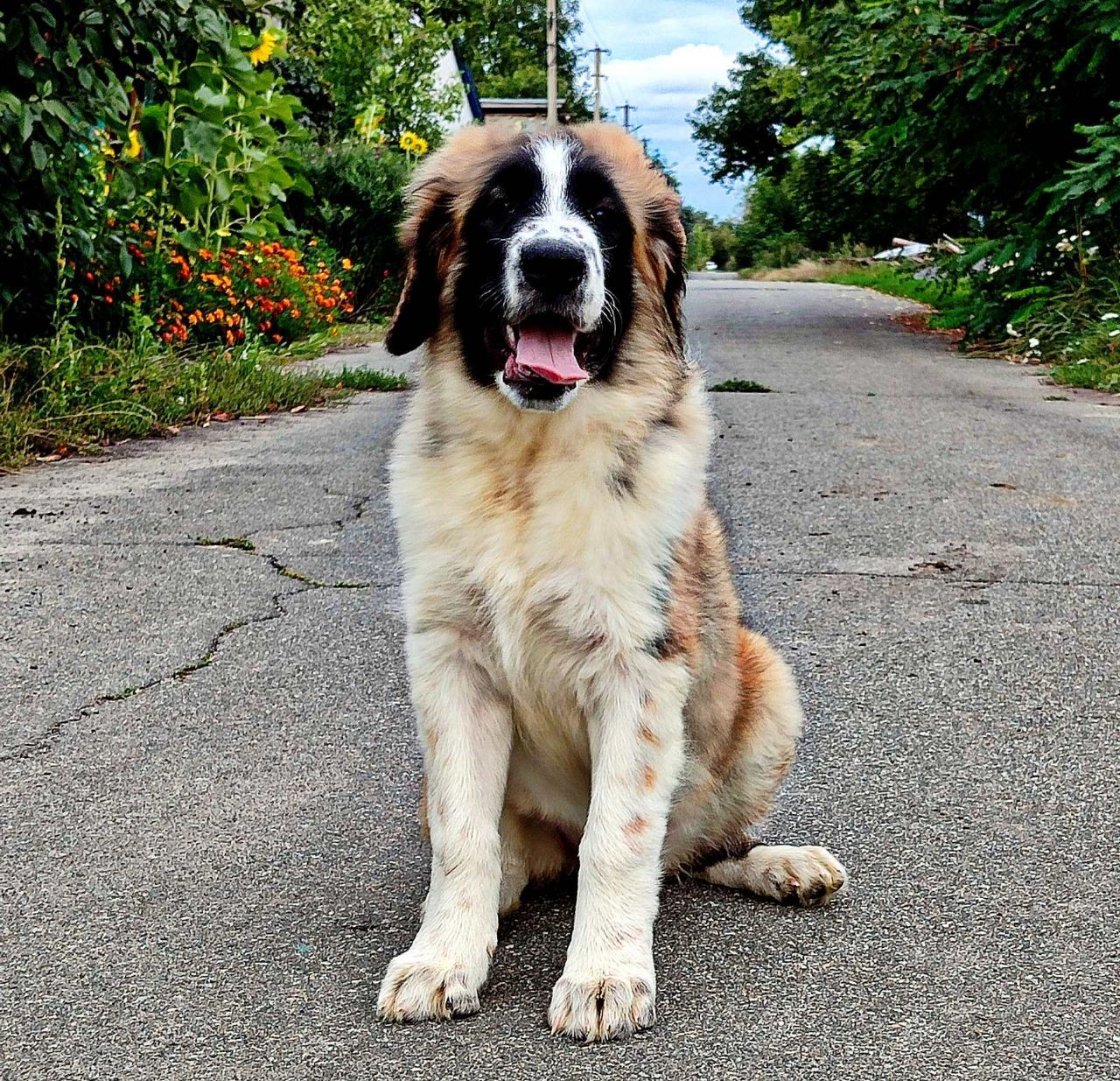 Московска сторожова