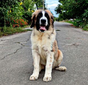 Московска сторожова