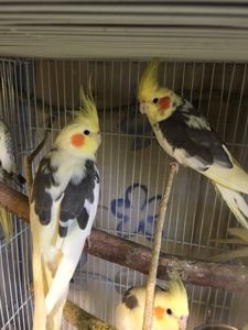 Папужки корели🦜
