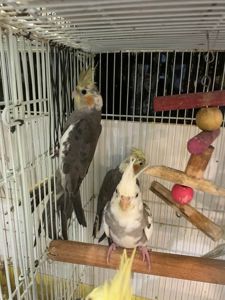 Папужки корели🦜