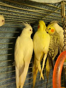 Папужки корели🦜