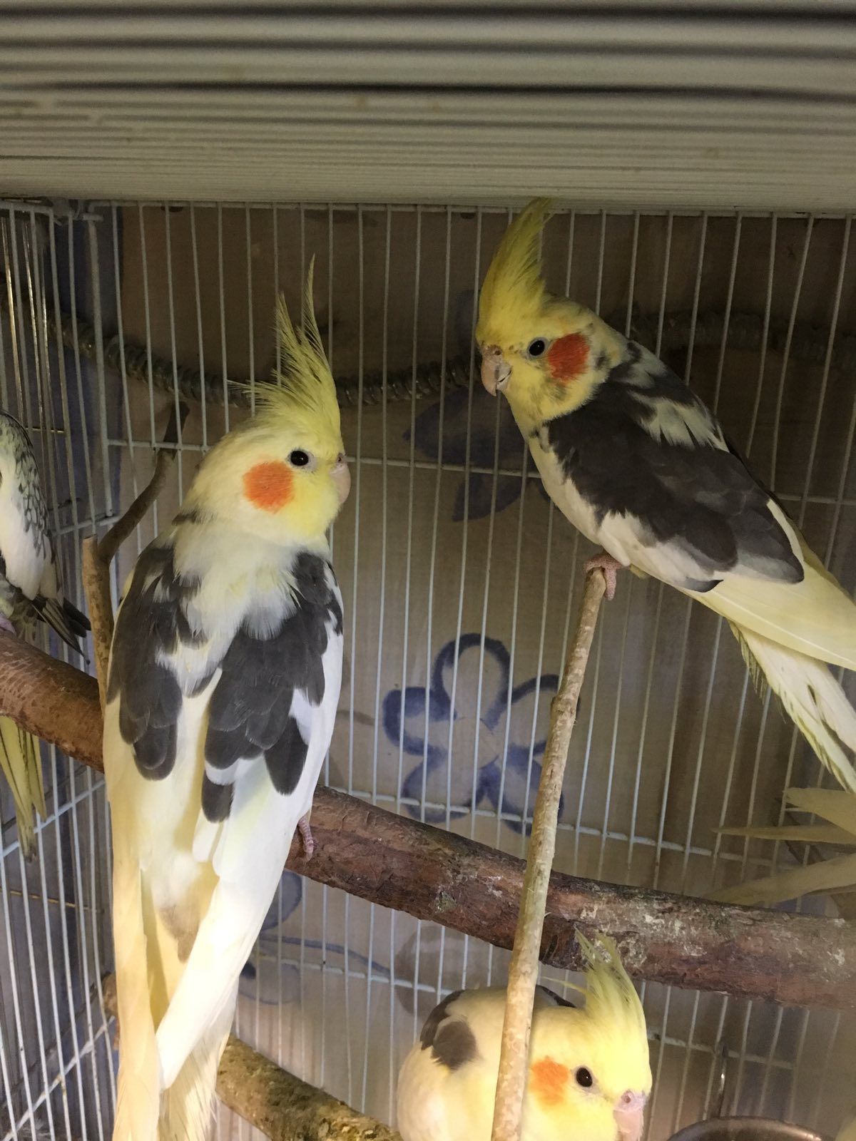 Папужки корели🦜
