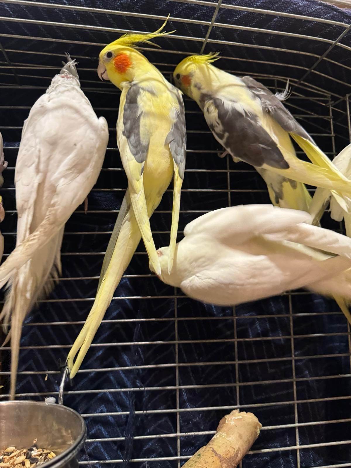 Папужки корели🦜