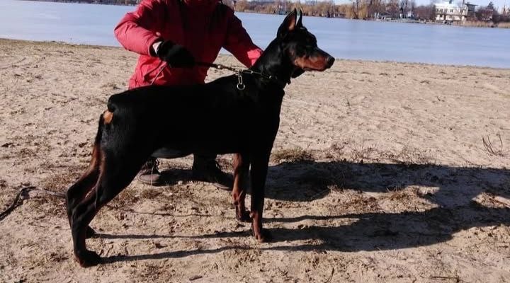 Цуценята Добермана з документами