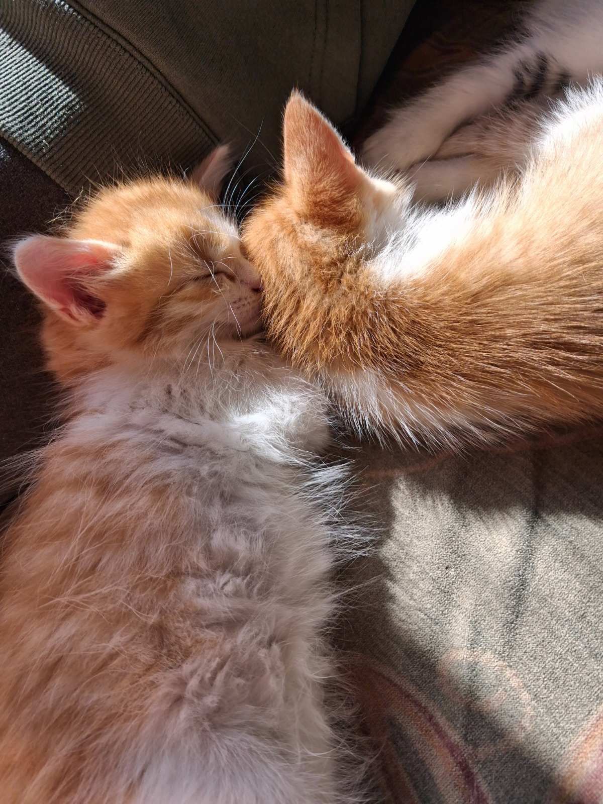 Руденькі кошенята