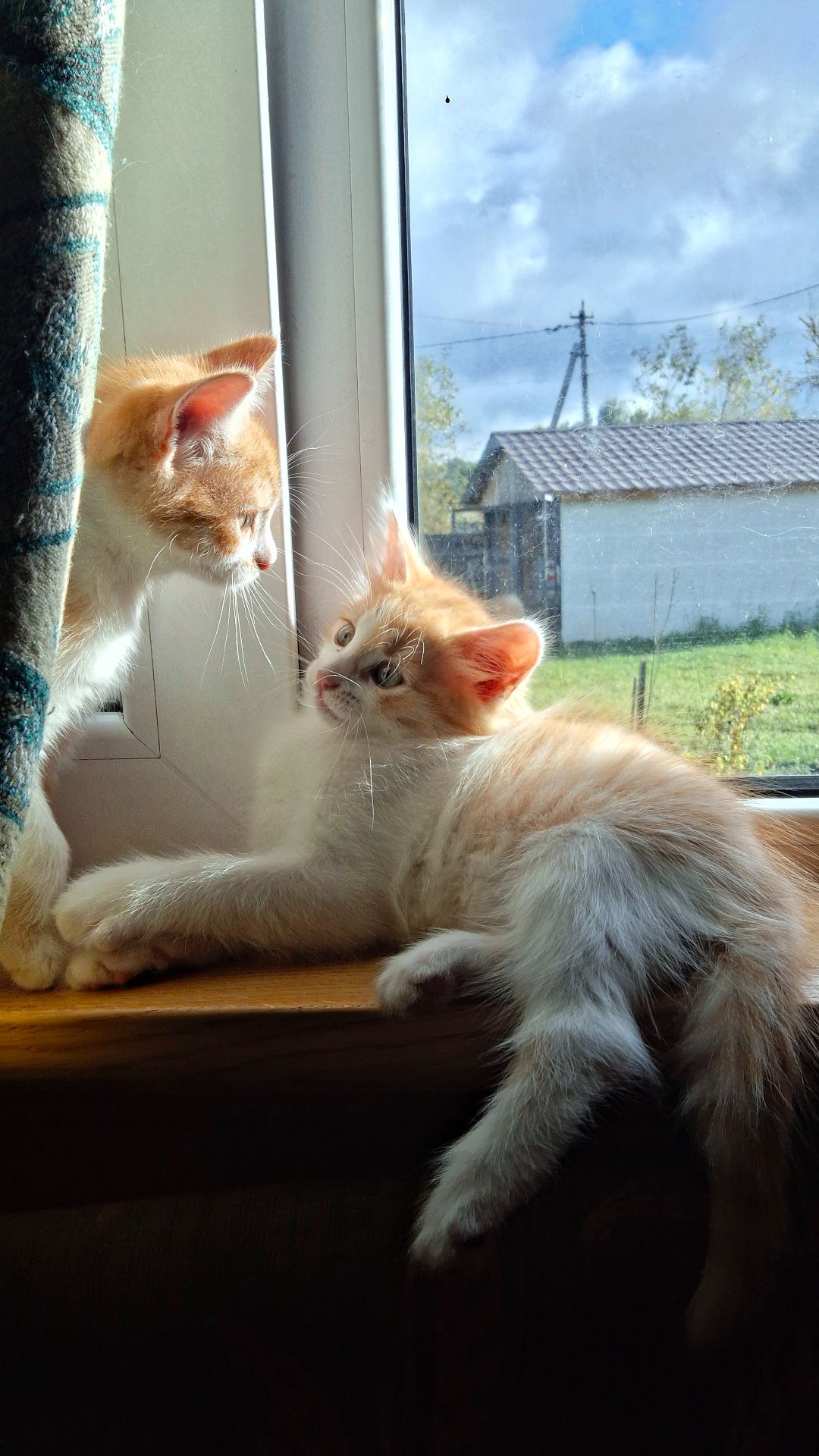 Руденькі кошенята