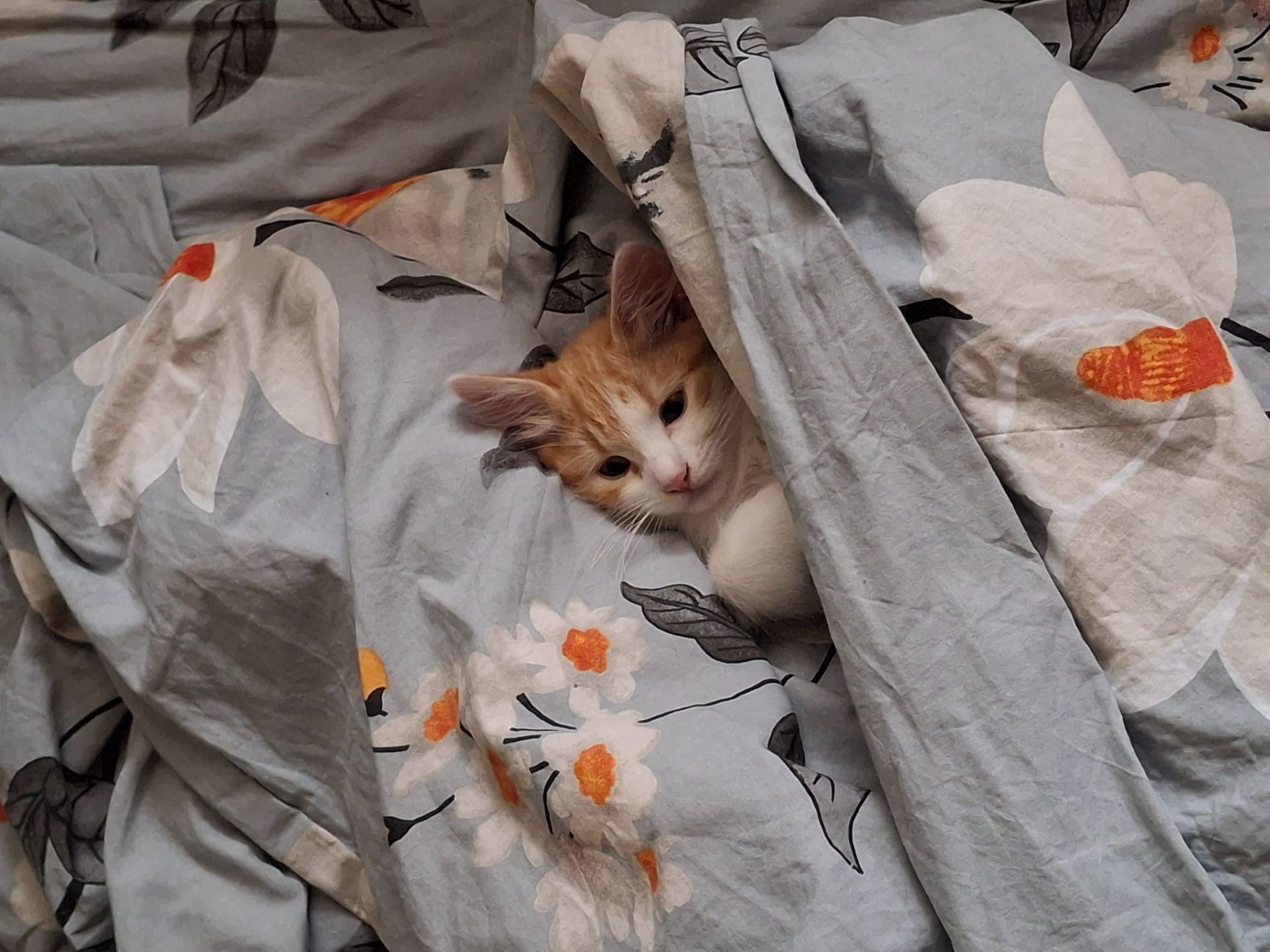 Руденькі кошенята