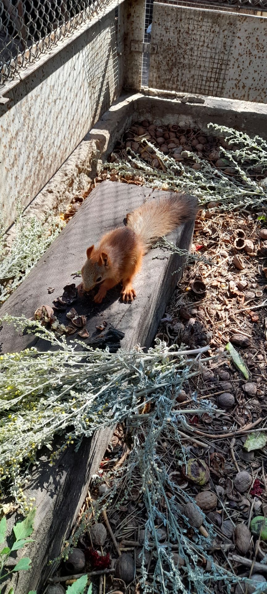 Домашня білка