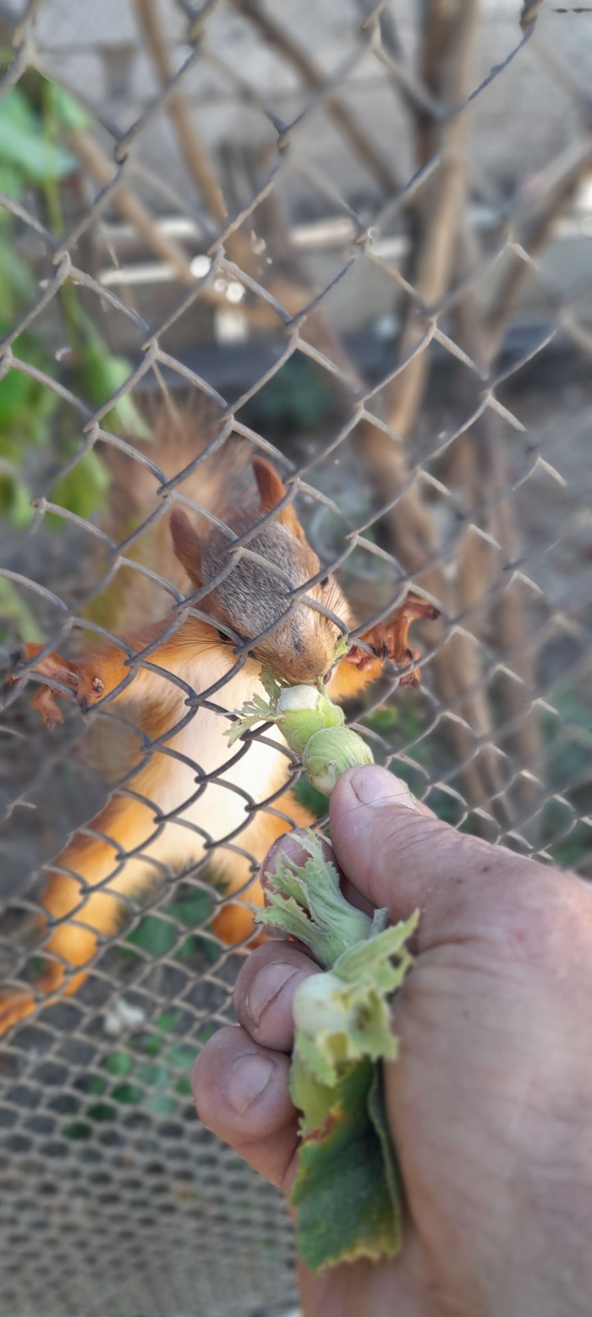 Домашня білка