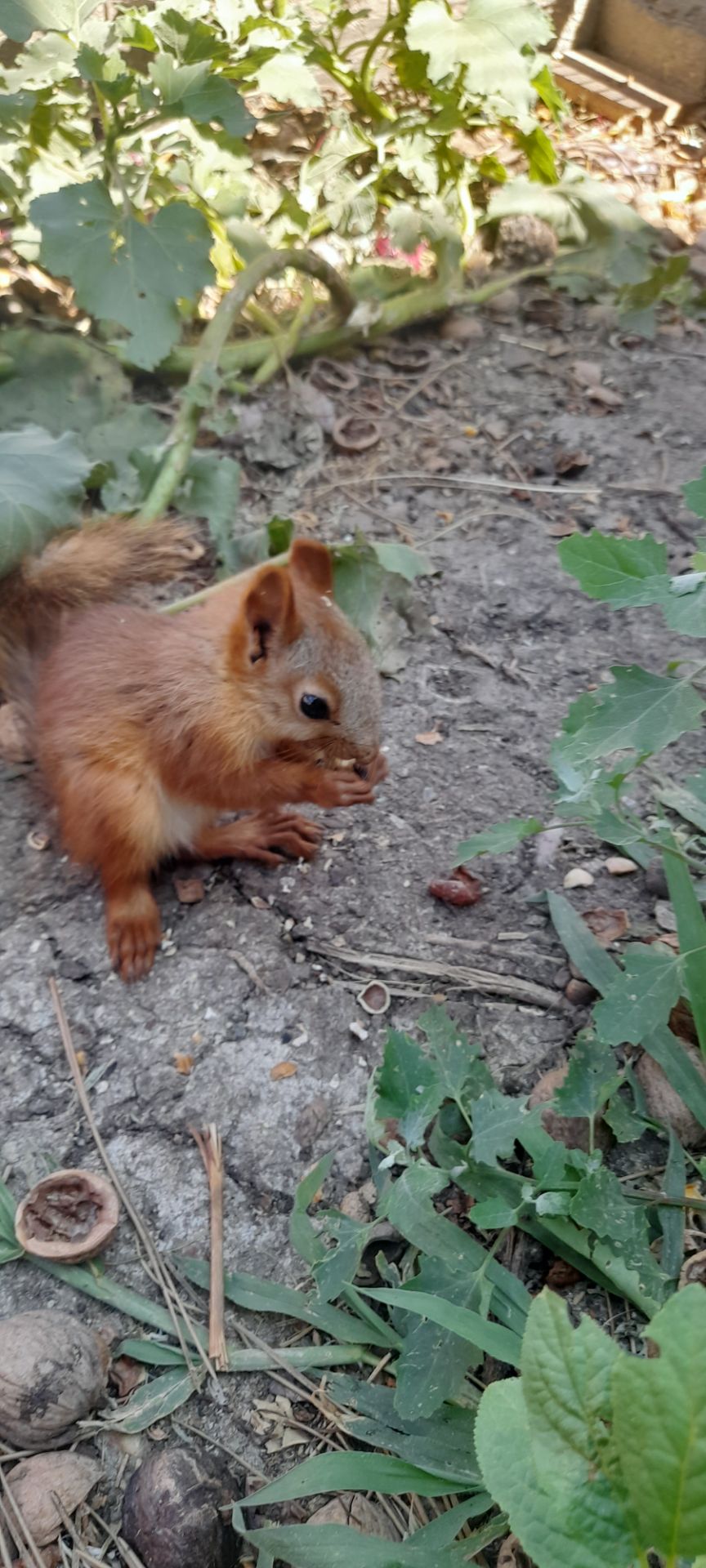 Домашня білка