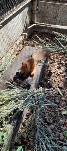 Домашня білка