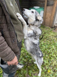 Тося в пошуках родини