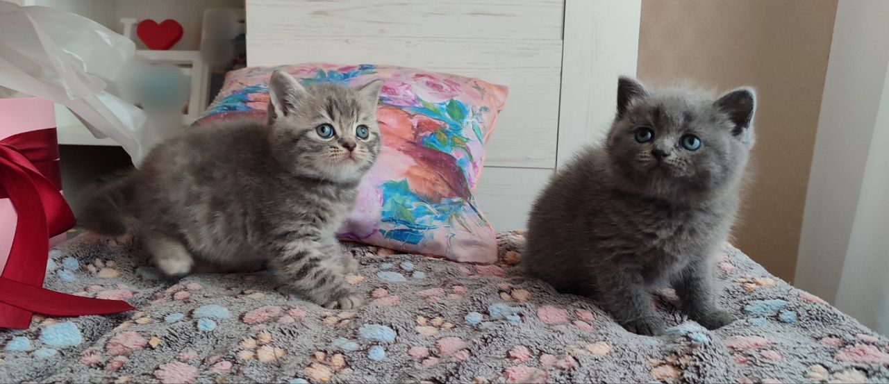 Дівчинка скоттіш страйт