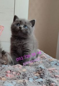 Дівчинка скоттіш страйт