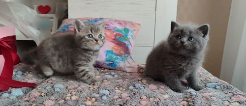 Дівчинка скоттіш страйт