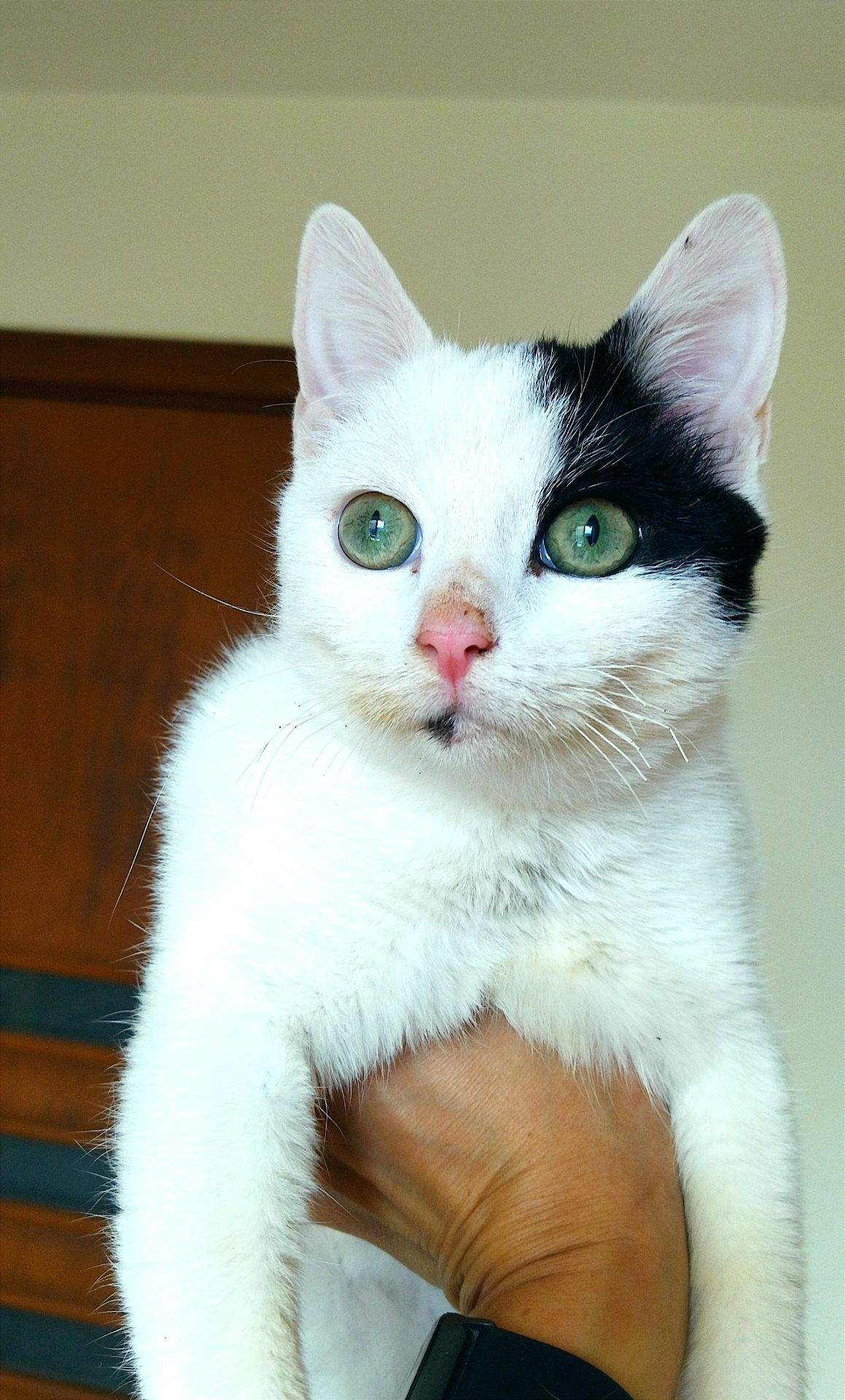 Красивий котик шукає дім