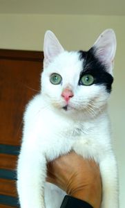 Красивий котик шукає дім