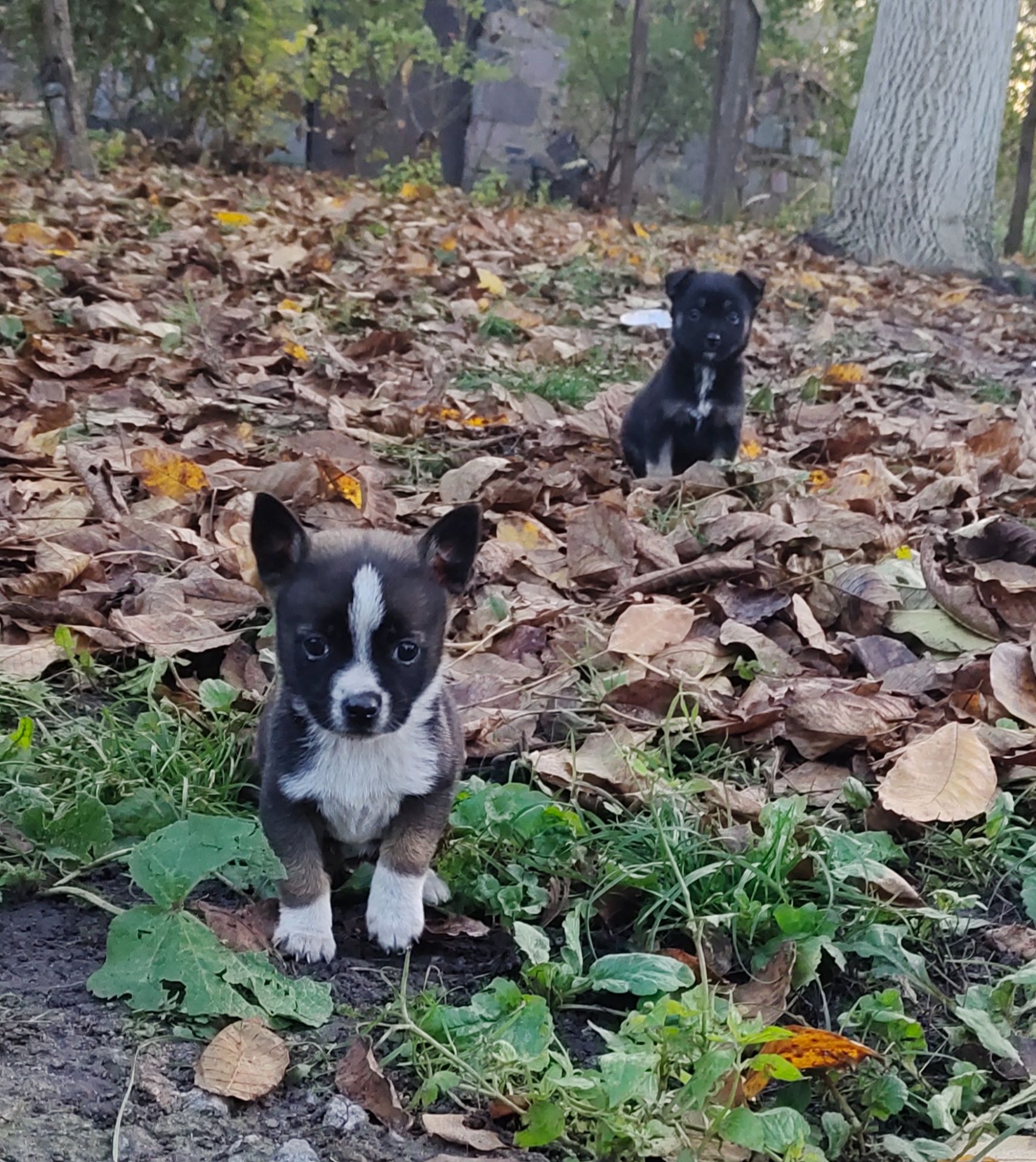 Терміново! Собаченята песики чорненькі 2 місяці
